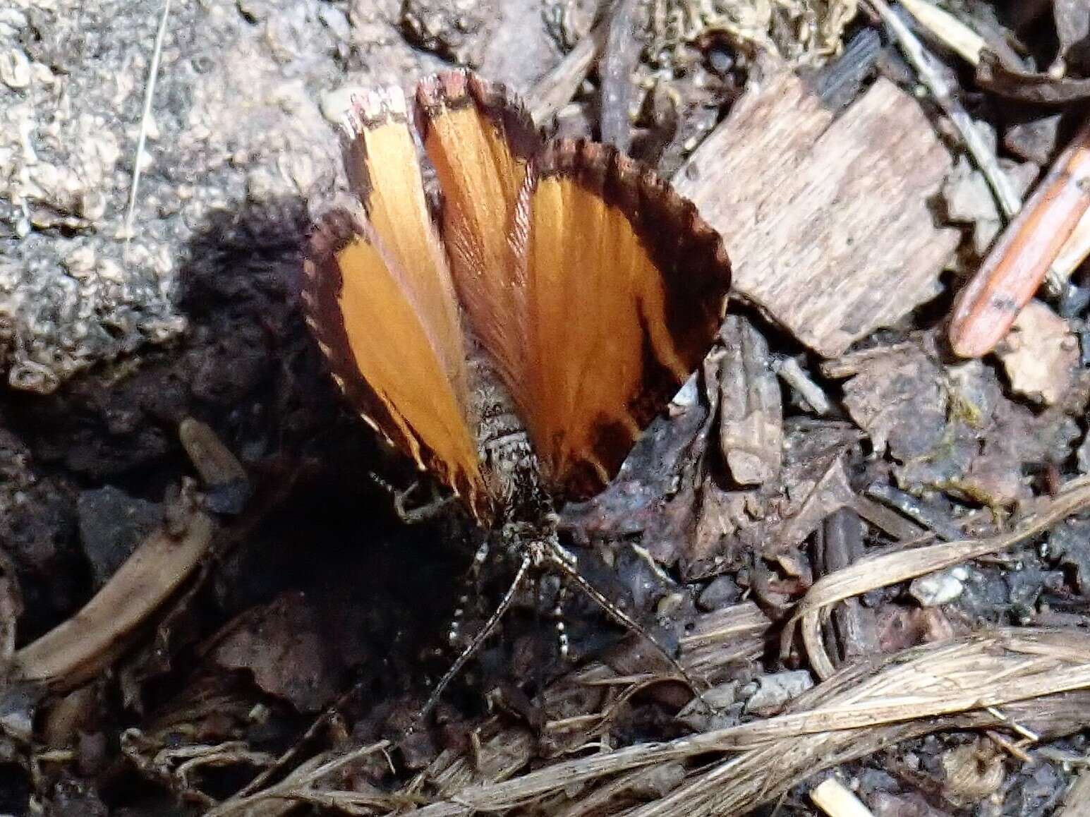 Image of Stamnodes topazata Strecker 1899