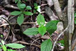 Image de Spigelia scabra Cham. & Schltdl.