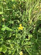 Lotus corniculatus subsp. corniculatus resmi