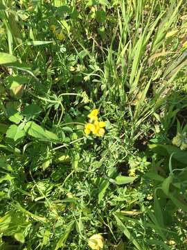 Image of bird's-foot trefoil