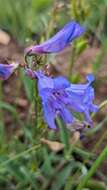 Image of smoothleaf beardtongue