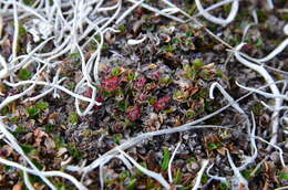 Image of Round-Leaf Willow