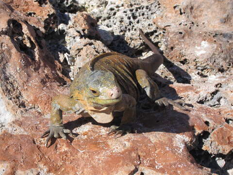 صورة Cyclura rileyi rileyi Stejneger 1903