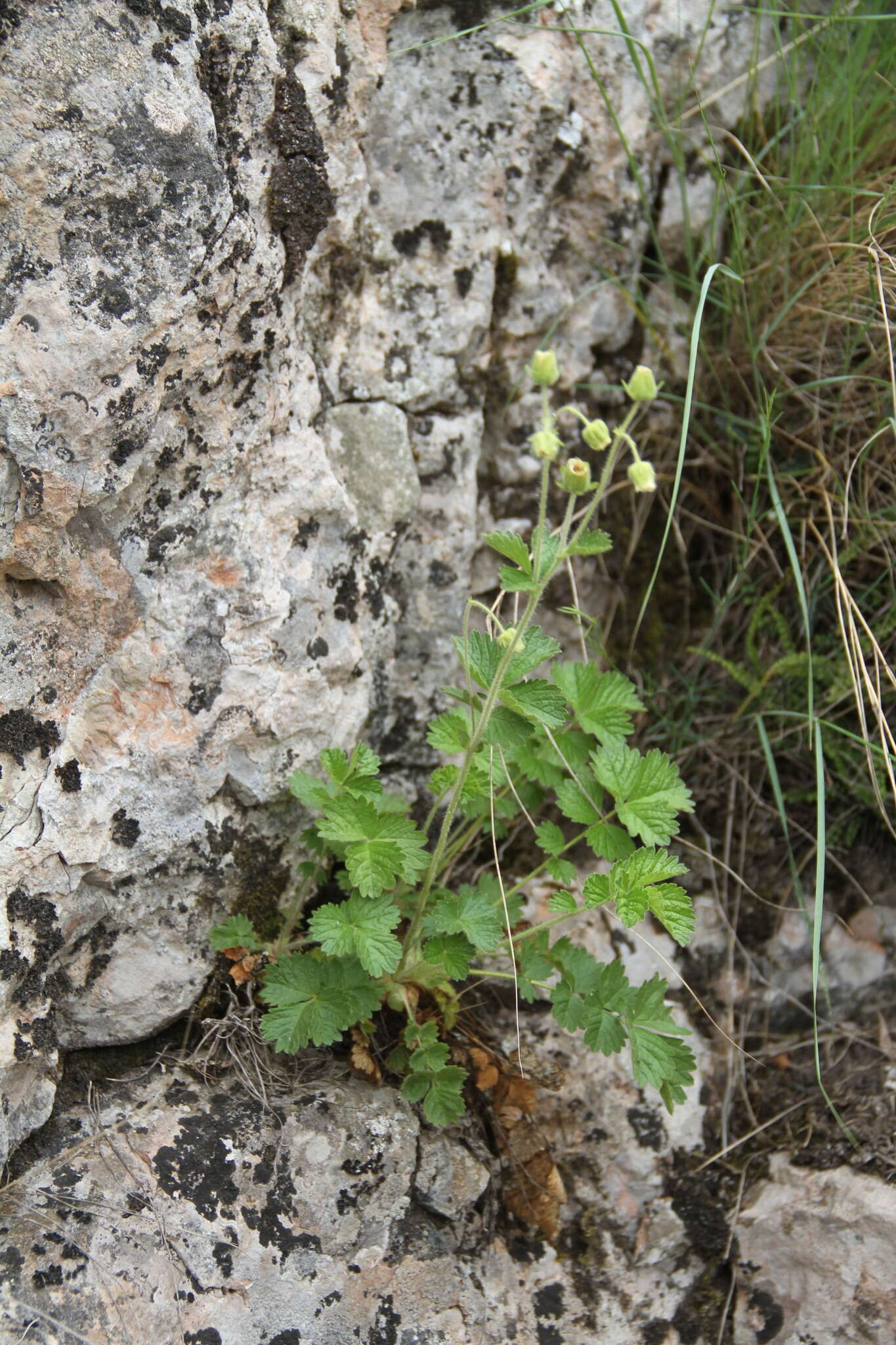 Image of Drymocallis geoides