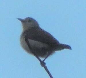 Image of Nilgiri Flowerpecker