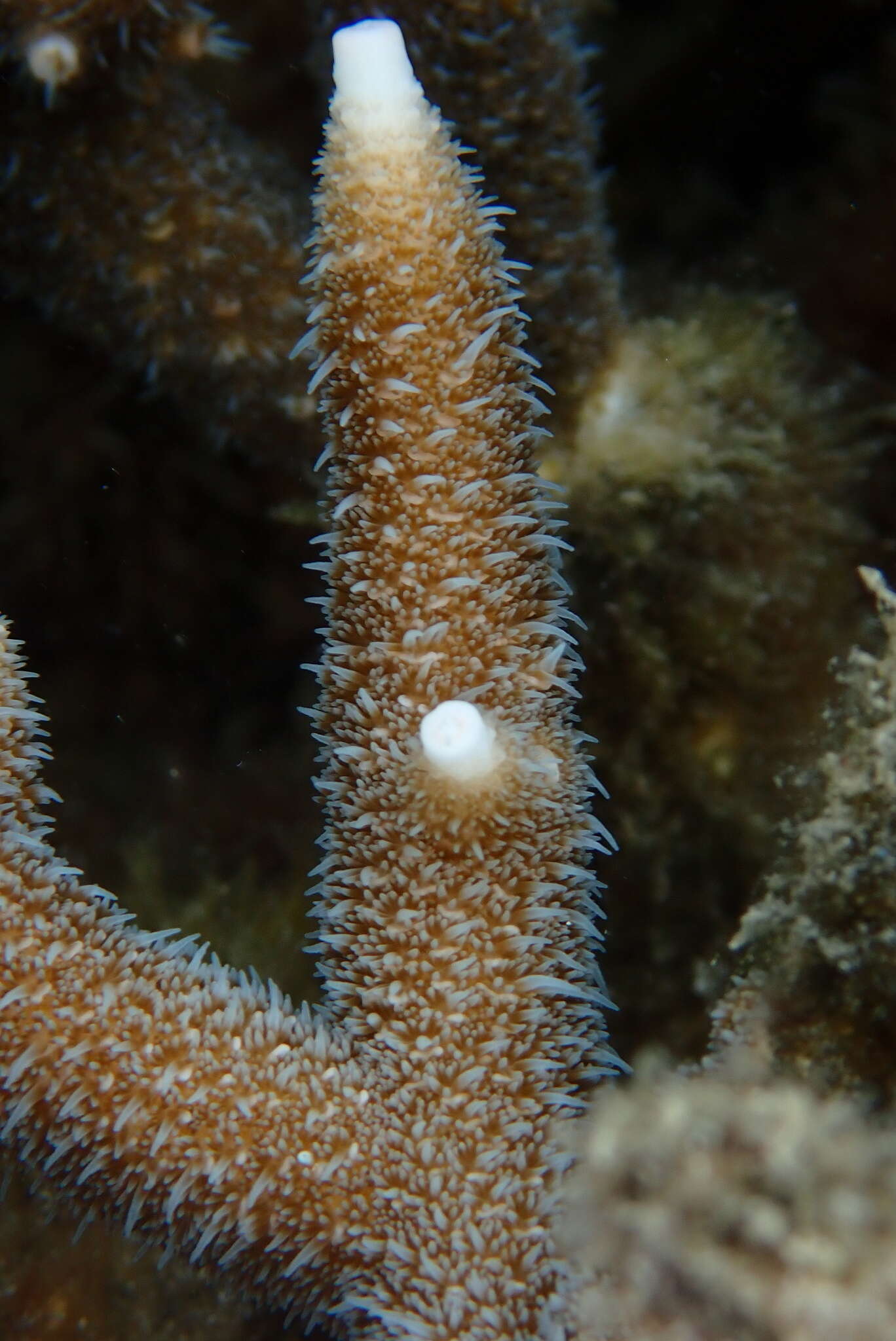 Image de Acropora pulchra (Brook 1891)