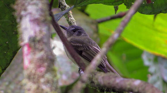 Image of Slaty-capped Flycatcher