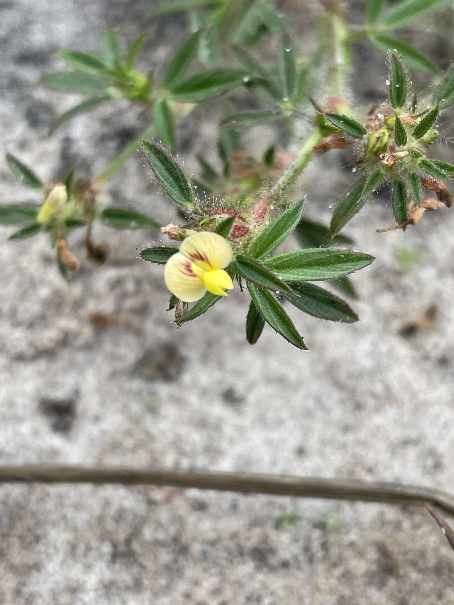 Image de Stylosanthes fruticosa (Retz.) Alston