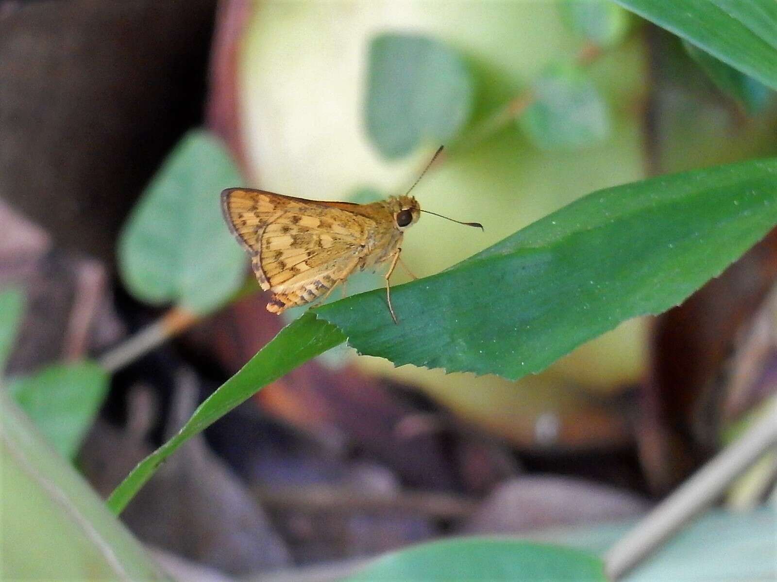 Image of Potanthus trachala tytleri Evans 1914