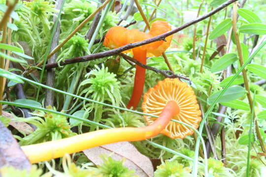 Image de Hygrocybe squamulosa (Ellis & Everh.) Arnolds 1995