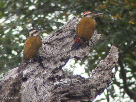 Image of Fire-bellied Woodpecker