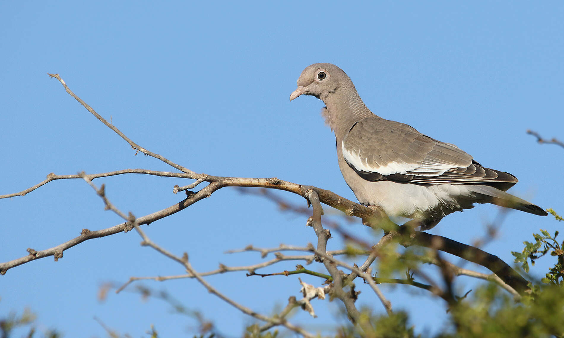 صورة Patagioenas corensis (Jacquin 1784)