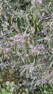 Image of Solanum nitidum Ruiz & Pav.