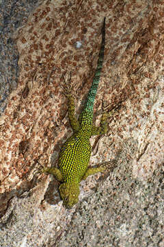 Image of Green Spiny Lizard