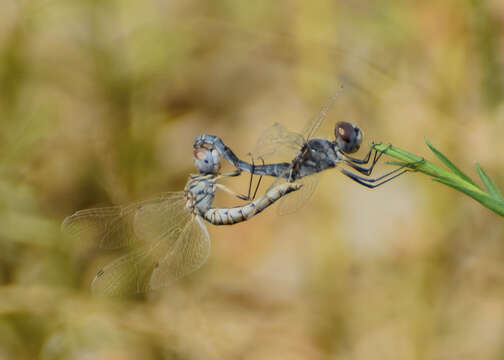 Imagem de Selysiothemis Ris 1897