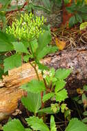 Ligusticum scoticum L. resmi