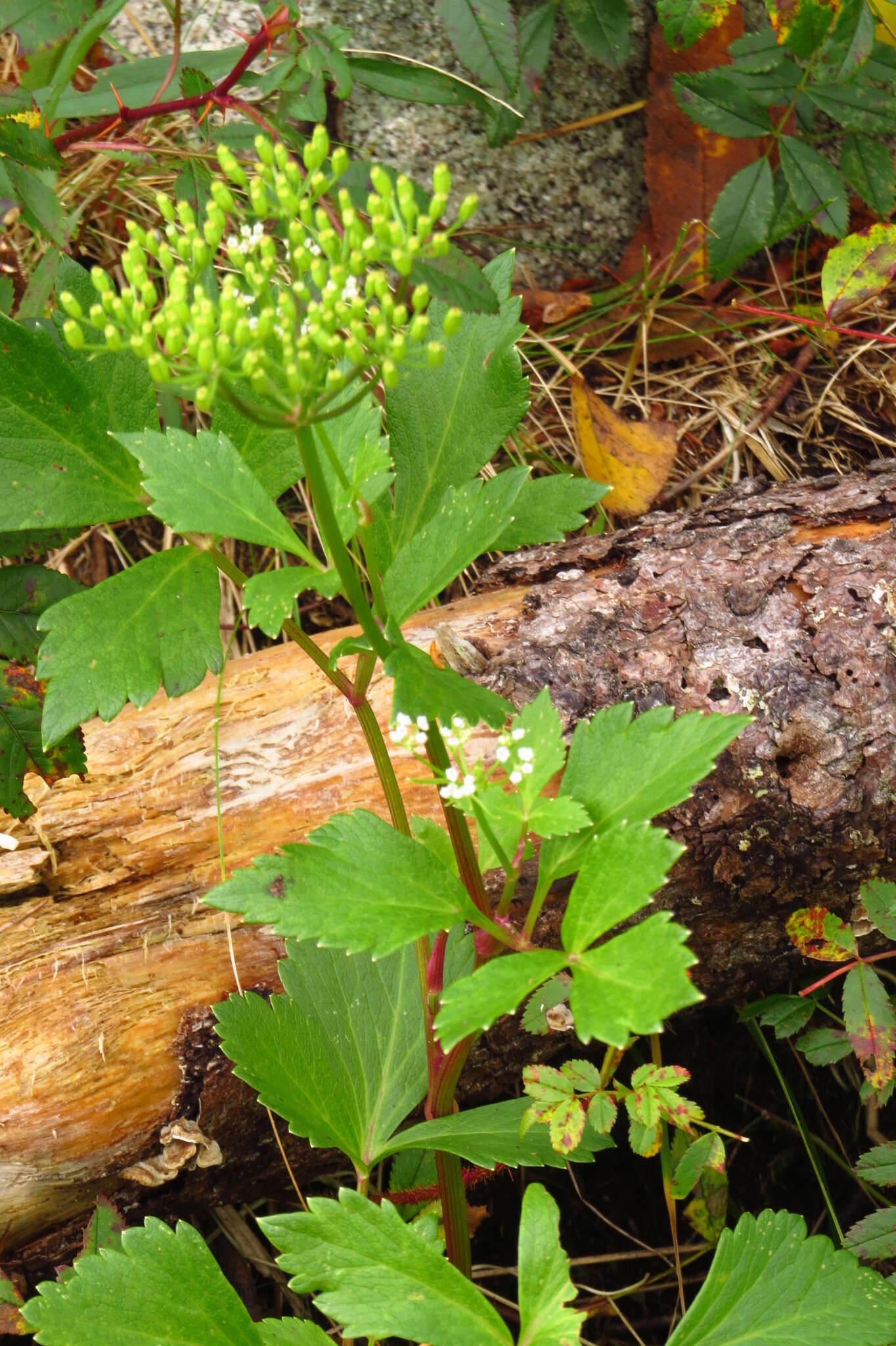 Ligusticum scoticum L. resmi