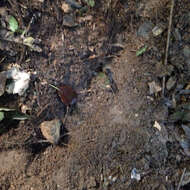 Image of Giant ground pangolin