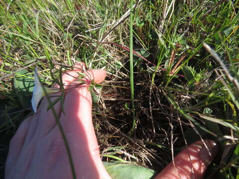 Слика од Oxalis stictocheila Salter