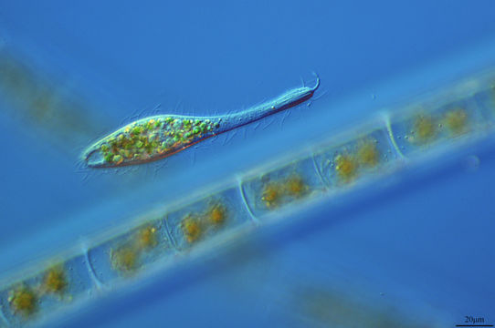 Image of <i>Ileonema simplex</i>
