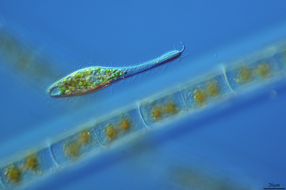Image of <i>Ileonema simplex</i>