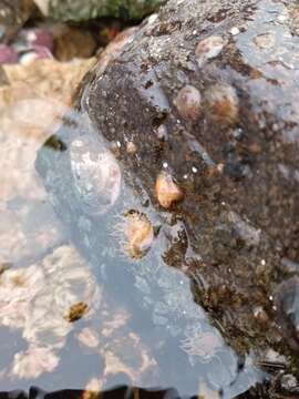 Image of Striped anemone