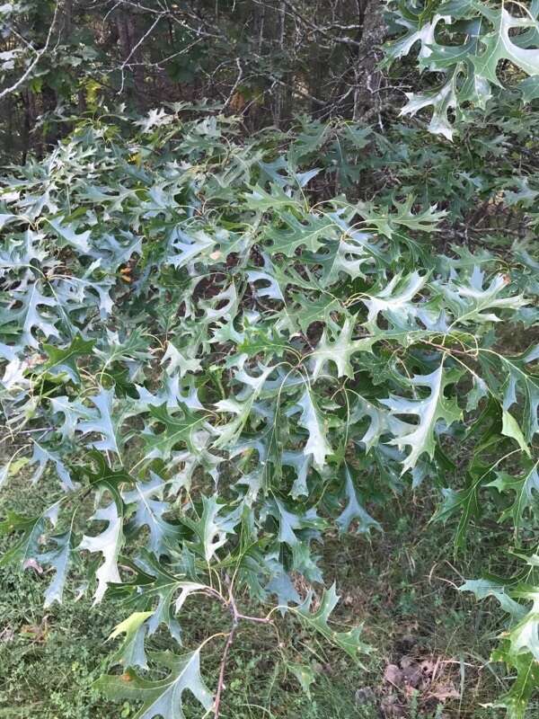 Quercus ellipsoidalis E. J. Hill resmi