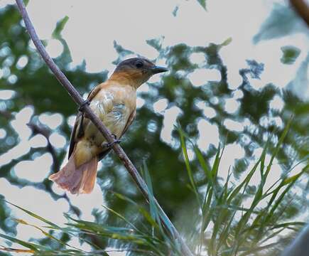 Image of Pink-throated Becard