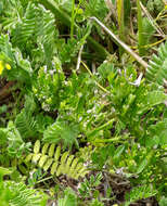 Image of annual trampweed