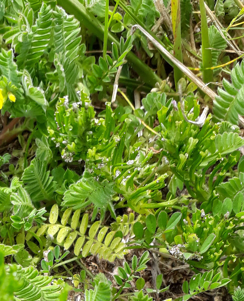 Image of annual trampweed