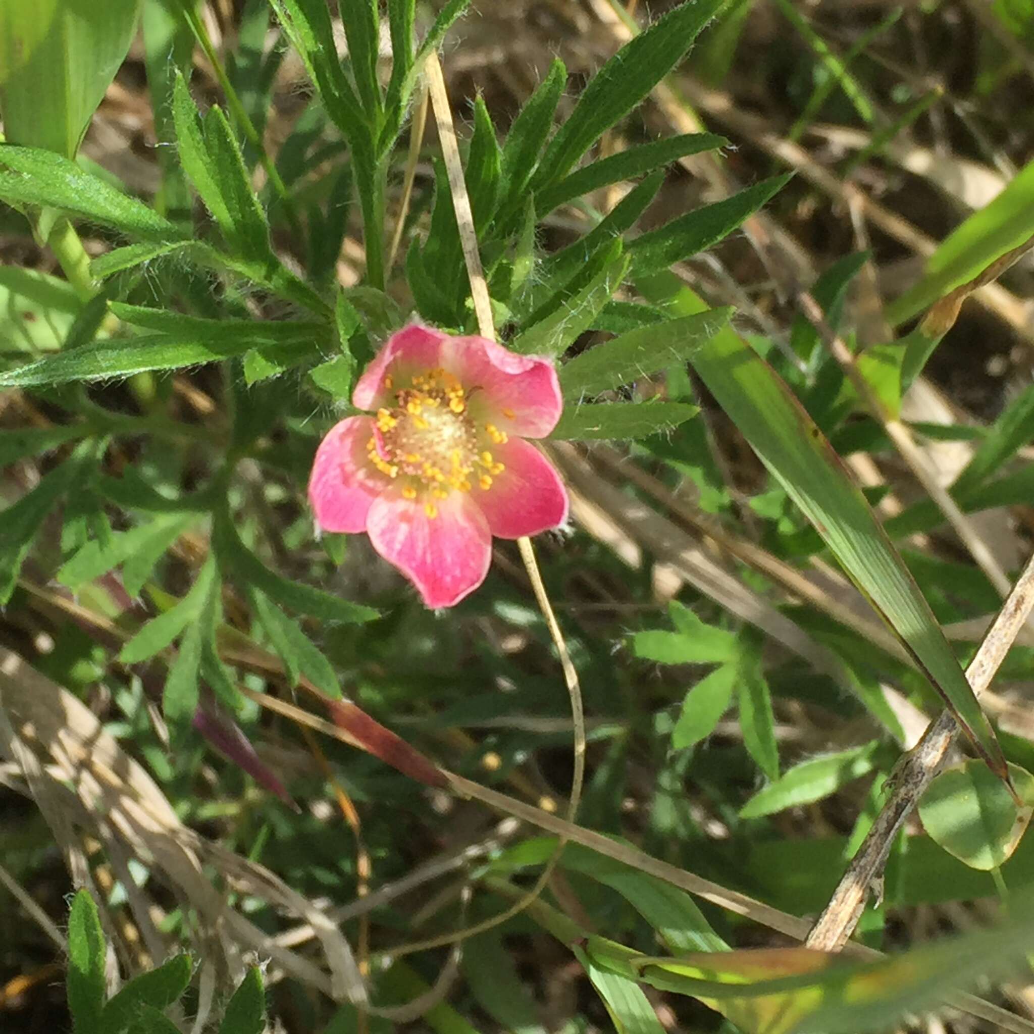 Image of Pacific anemone