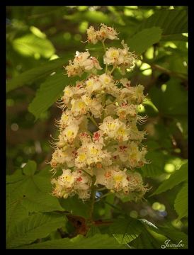 Image of Chinese chestnut
