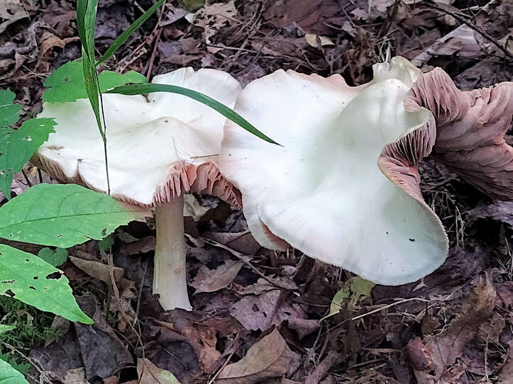 صورة Entoloma subsinuatum Murrill 1917