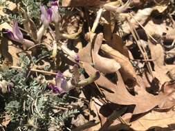 Image of chestnut milkvetch