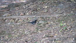 Image of Janpanese Thrush