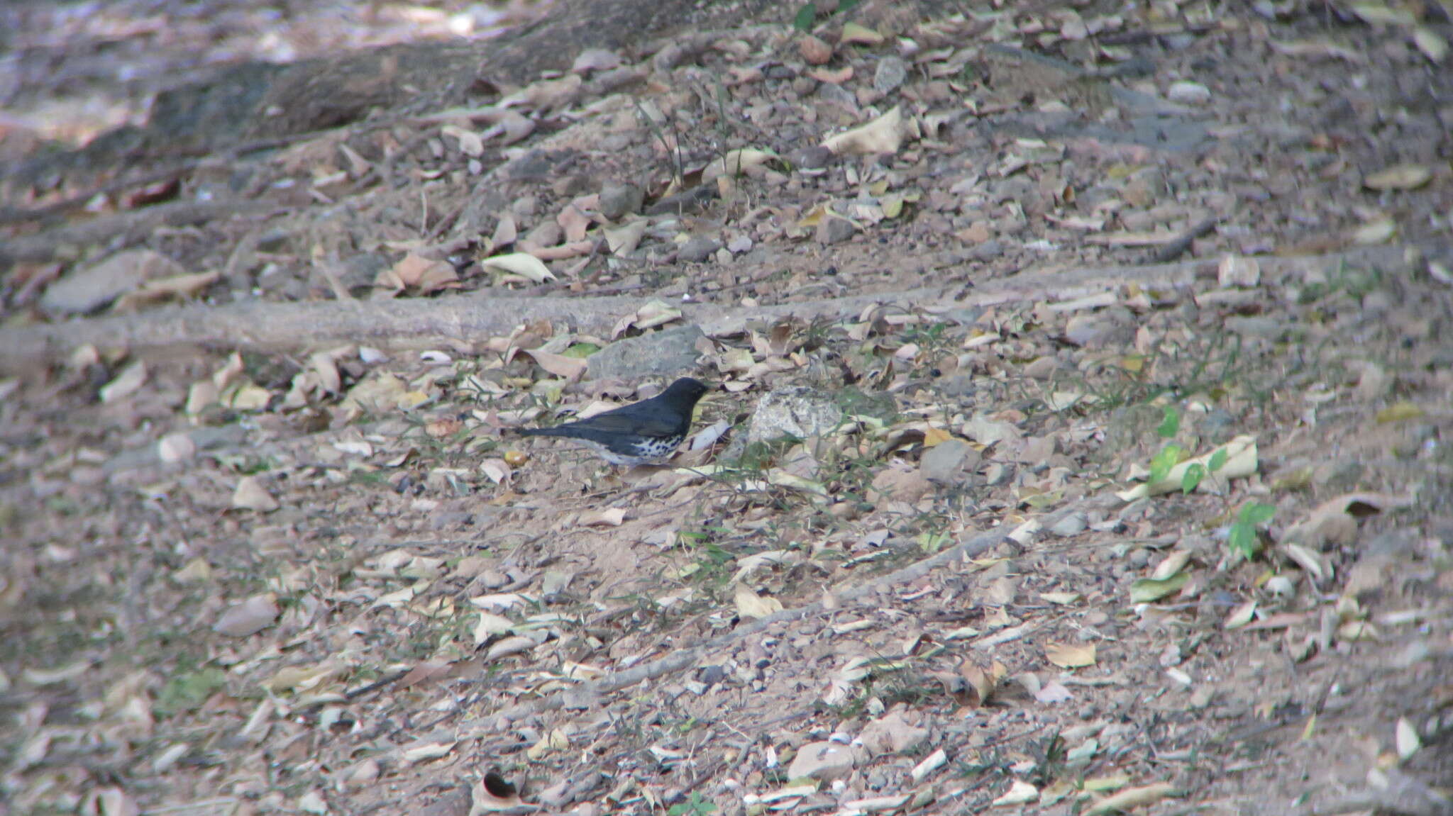 Image of Janpanese Thrush