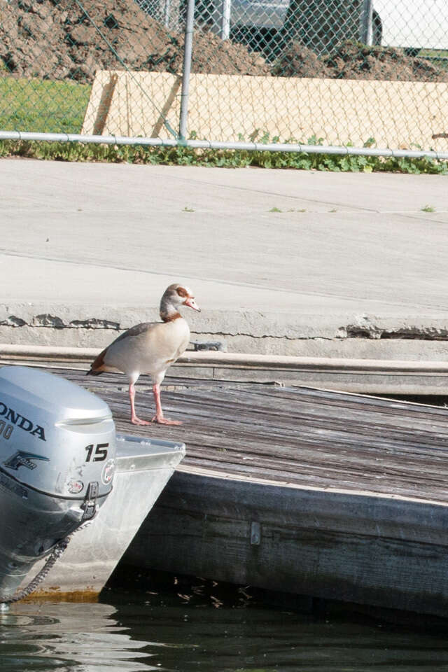 Image of Egyptian Goose