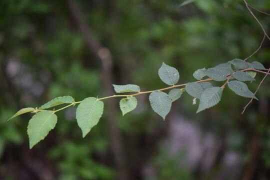 Imagem de Ulmus serotina Sarg.