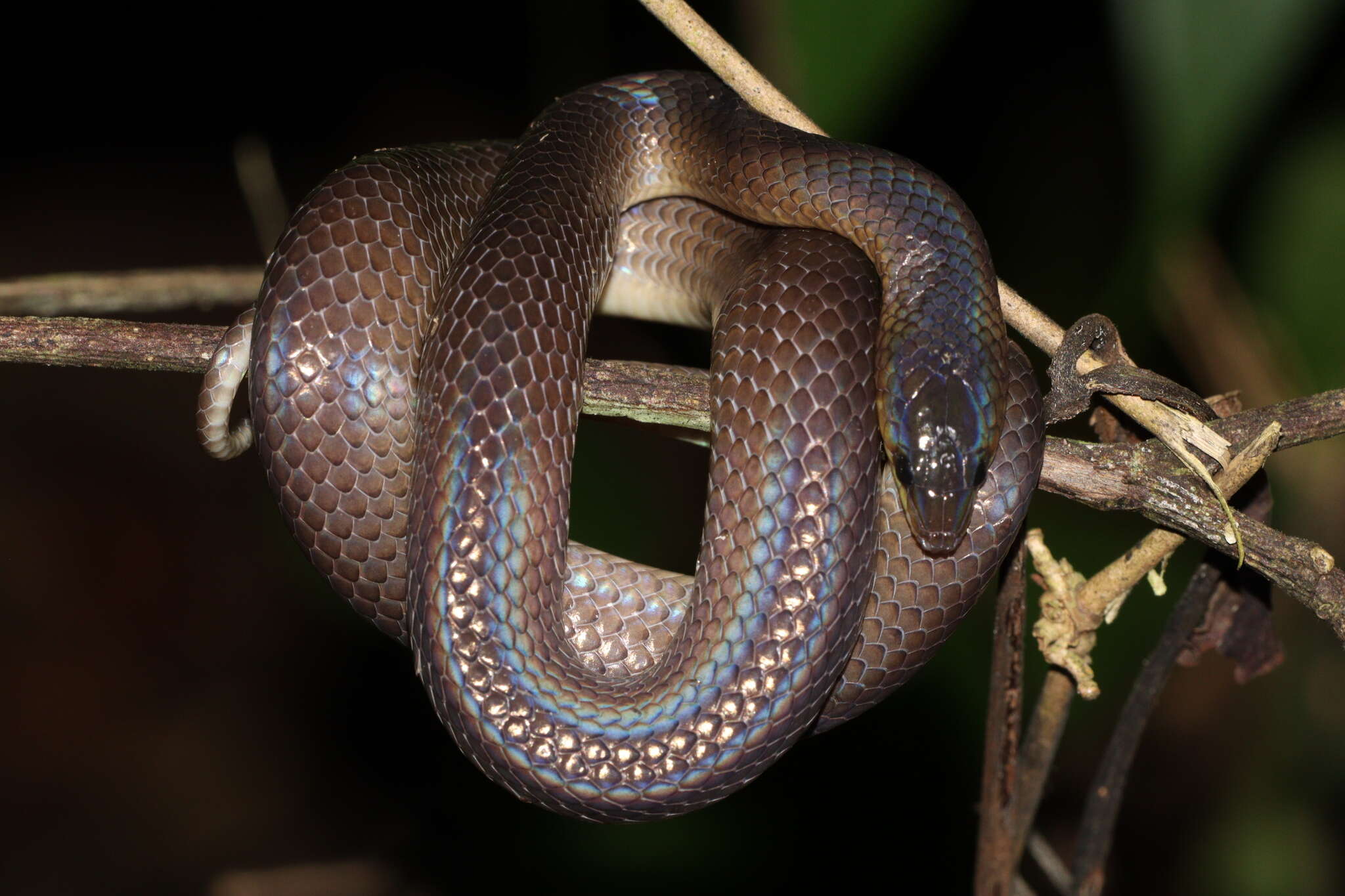 Image of Non-banded Philippine Burrowing Snake