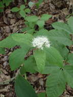 Image of Spiraea corymbosa