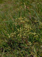 Imagem de Anisotome aromatica var. flabellifolia (Simpson) Allan