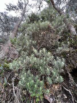 Image of Diplostephium rosmarinifolium (Benth.) Wedd.