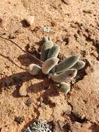 Crassula namaquensis subsp. lutea (Schönl.) Tölken resmi