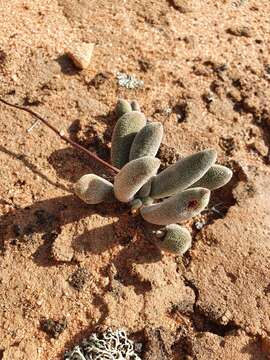 Image of Crassula namaquensis subsp. lutea (Schönl.) Tölken