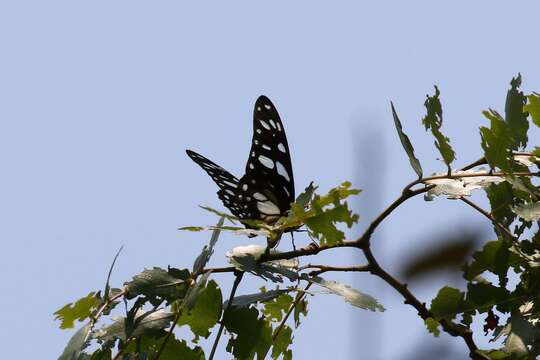 Image of common graphium