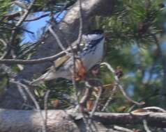 Image of Blackpoll Warbler