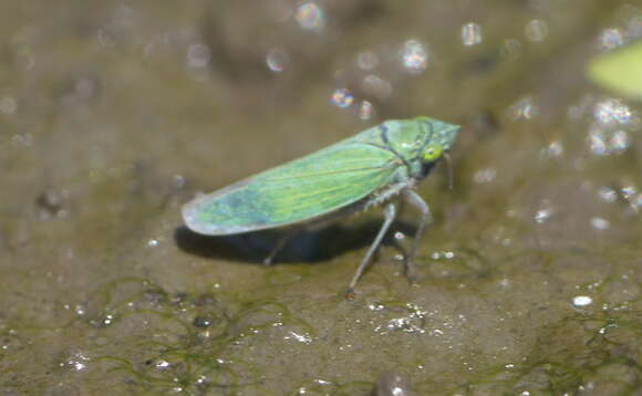 Image of Leafhopper