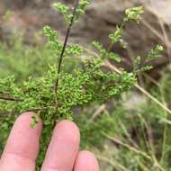 Imagem de Salvia namaensis Schinz