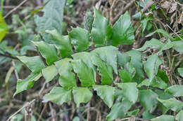 Adiantum petiolatum Desv.的圖片