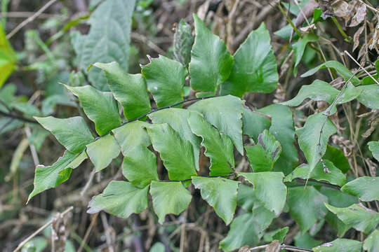 Imagem de Adiantum petiolatum Desv.